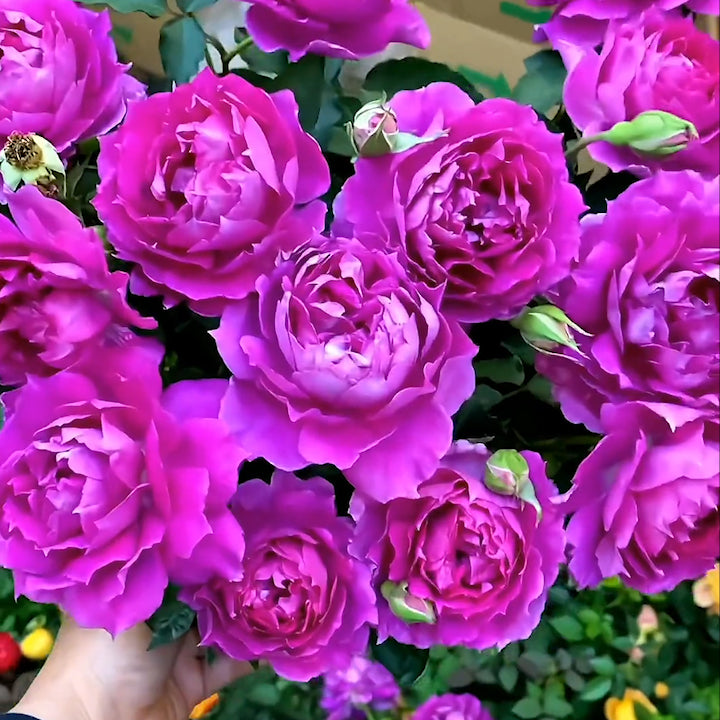 🌹Rose Mixed Color Seeds