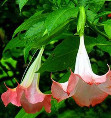 50pcs/Bag Datura Brugmansia Seeds Potted Bonsai Trumpets Angel Flower Seeds