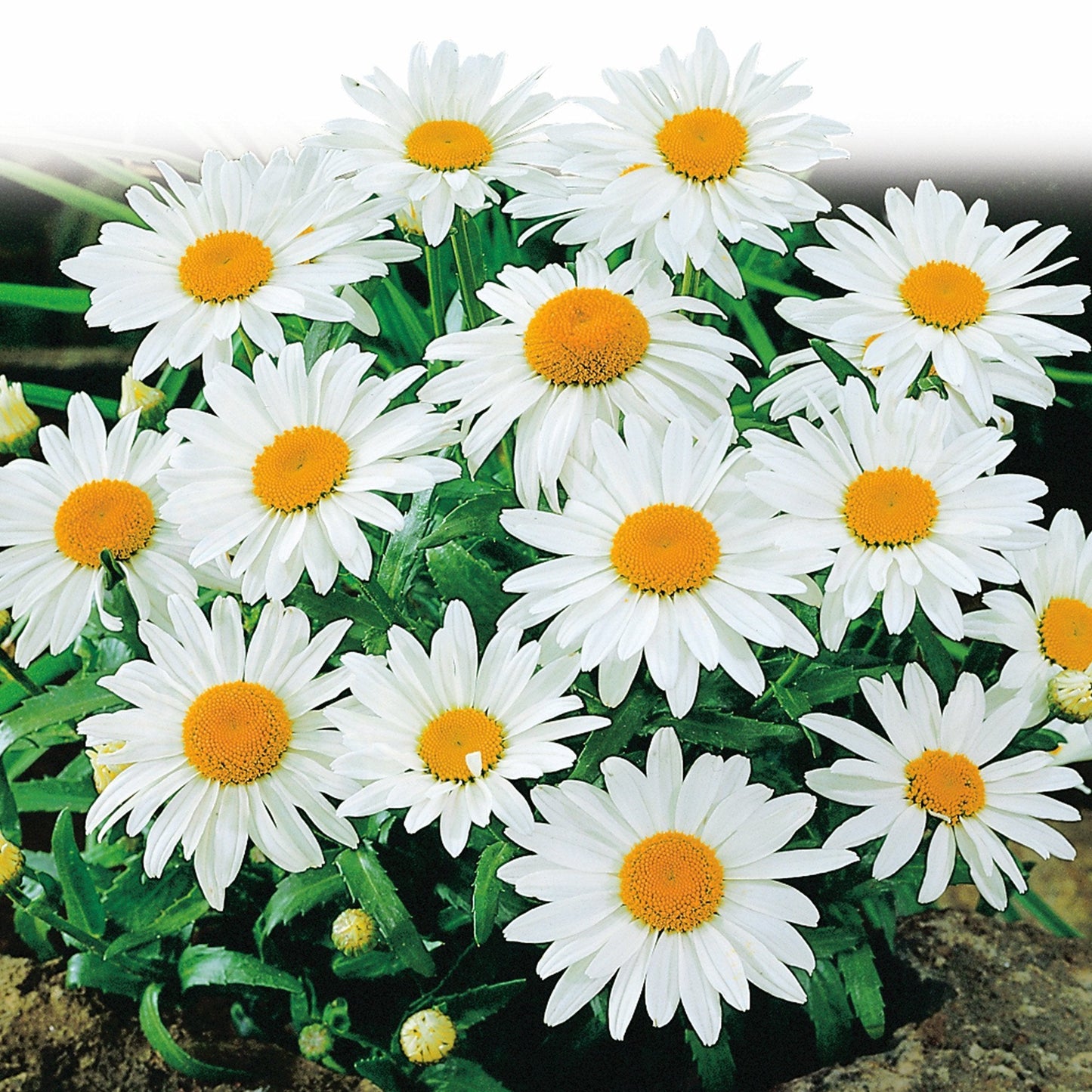 50 Pcs Shasta Daisy Seeds, Alaska