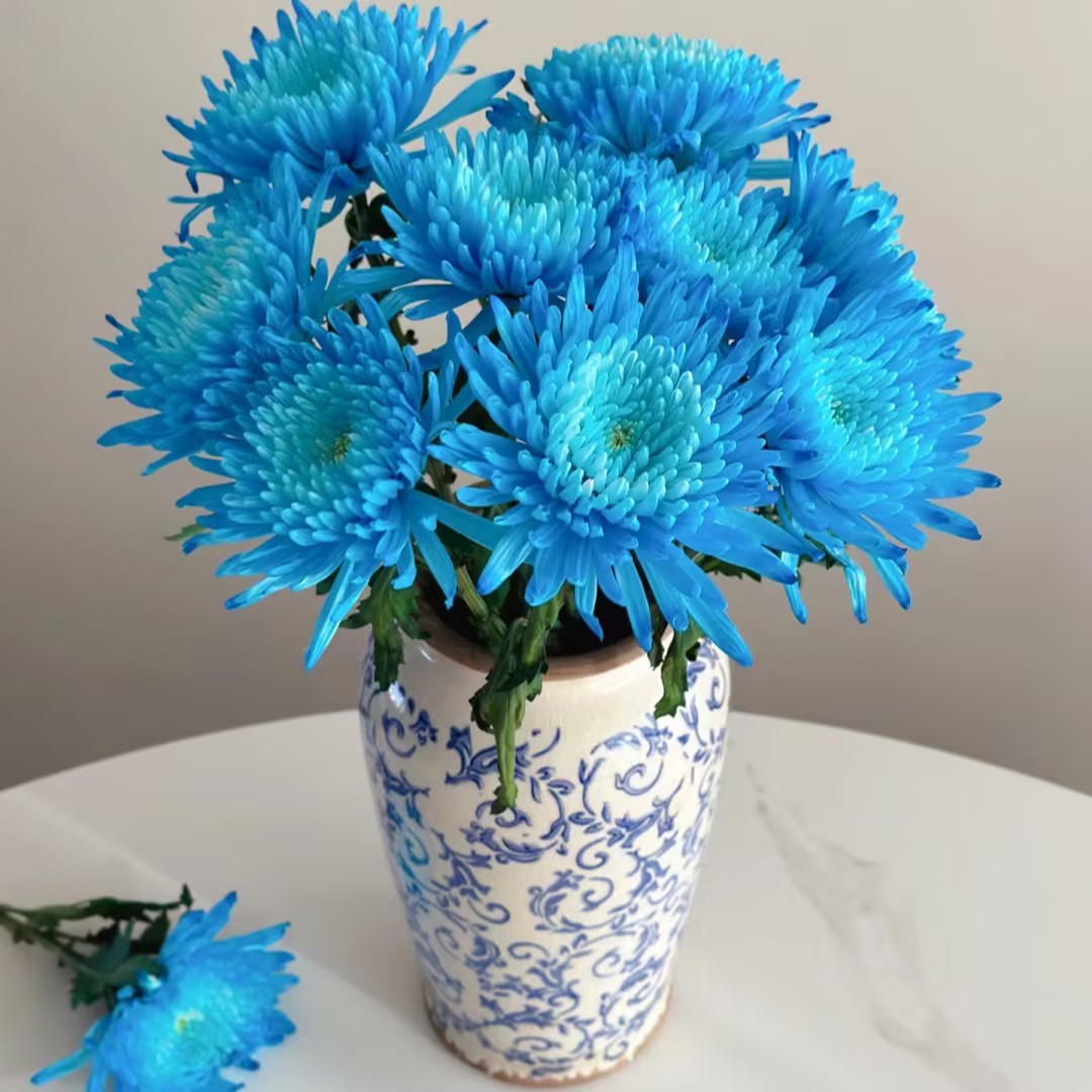 Anna Chrysanthemum Seeds
