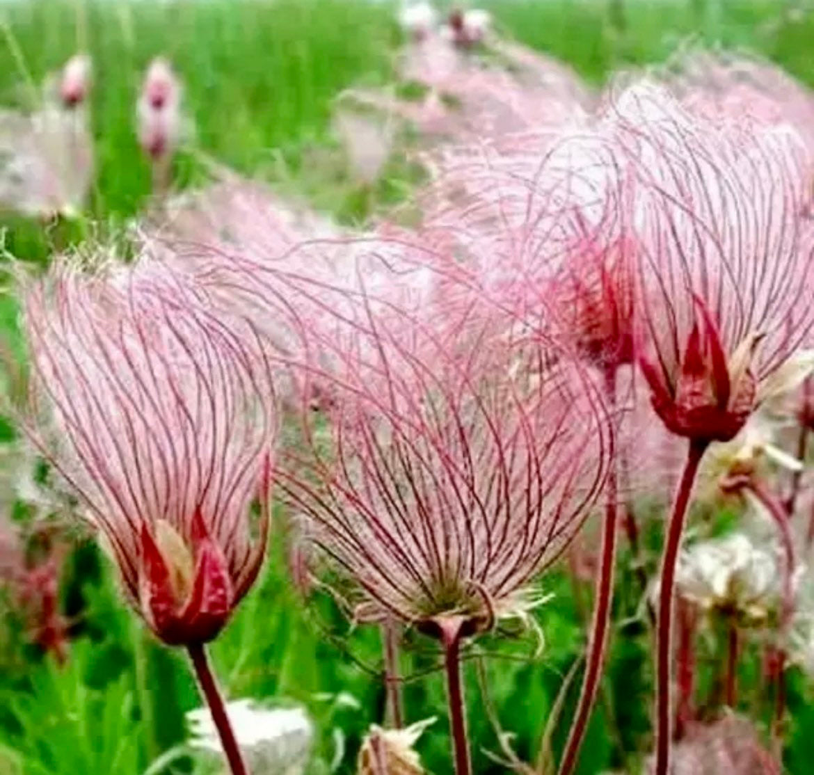 Prairie Smoke Flower Seeds