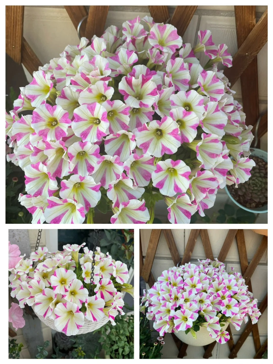 🌸The Latest Petunia Varieties In 2024