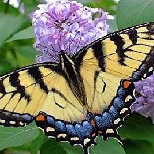 MIXED Colors BUTTERFLY BUSH Buddleia Davidii Flower Shrub Seeds