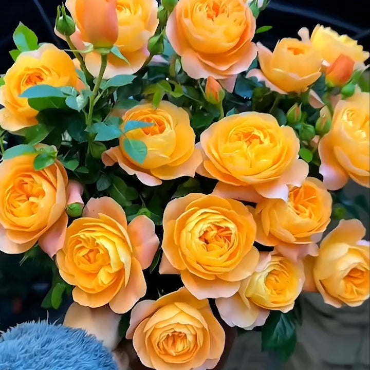 🌹Rose Mixed Color Seeds