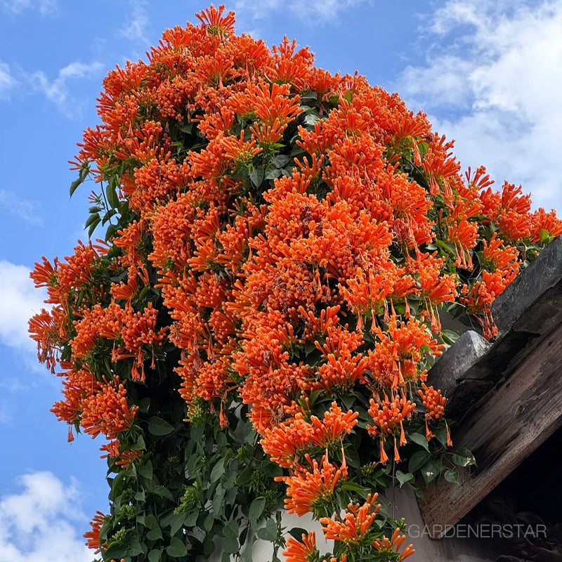 🏵️Pyrostegia Venusta Climing Flower Seeds