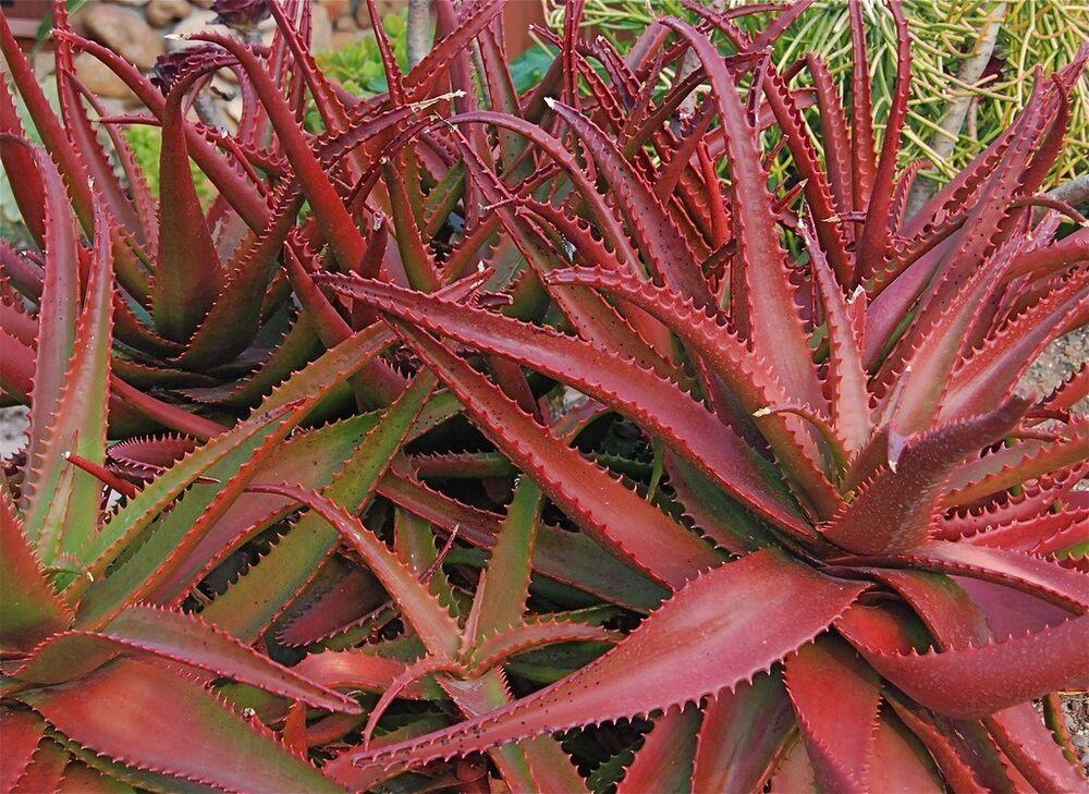 50Pcs ALOE CAMERONII - Red Aloe Vera