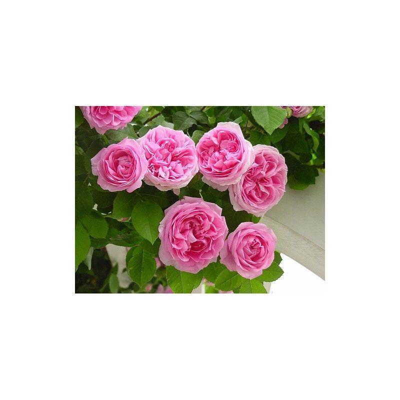 50pcs/Bag Climbing Rose Seeds