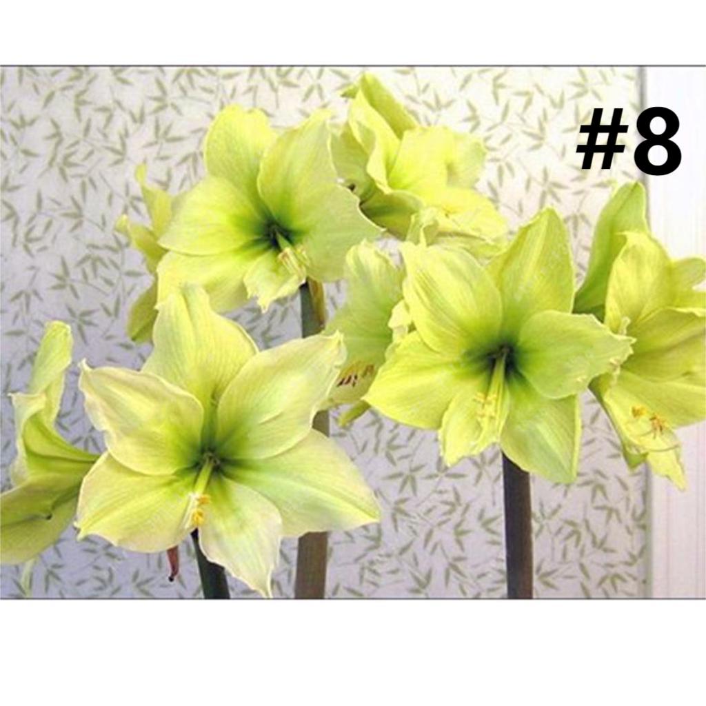50pcs Hippeastrum Rutilum Seeds Bonsai Home Garden Balcony Plants