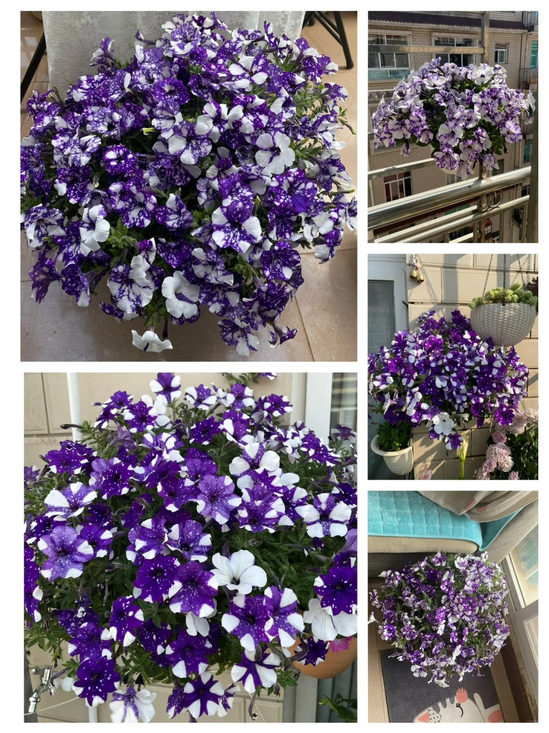 🌸The Latest Petunia Varieties In 2024