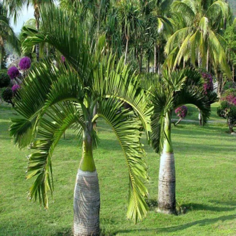 20 Pcs Exotic Bottle Palm Seeds Bonsai Tropical Ornamental Tree Plant Seeds Garden Planting