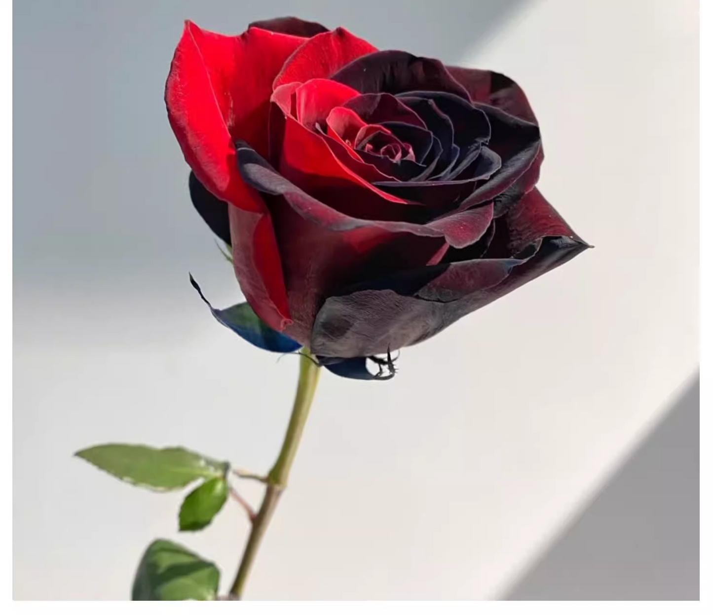 Twin Red Black Rose