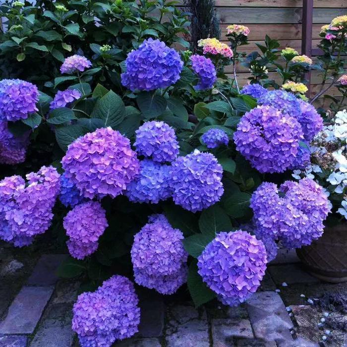 20 pcs/Pack Hydrangea Seed Bonsai Flower Seeds Hydrangea Perennial Garden Home