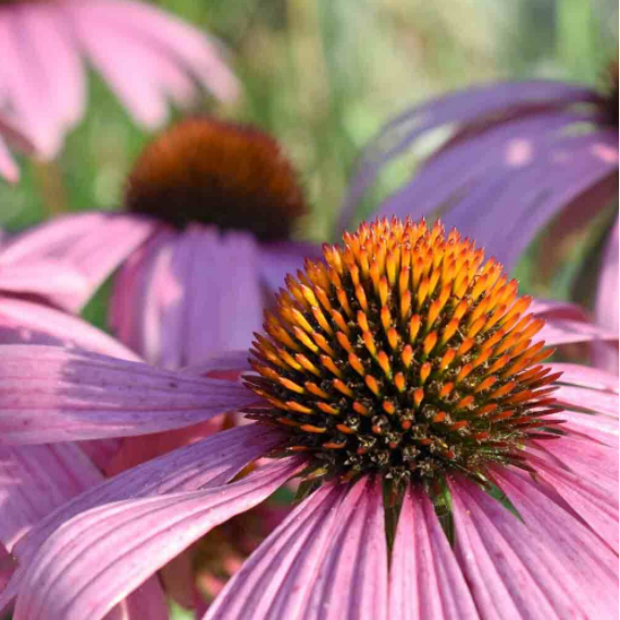 50Pcs RARE PURPLE CONEFLOWER SEEDS
