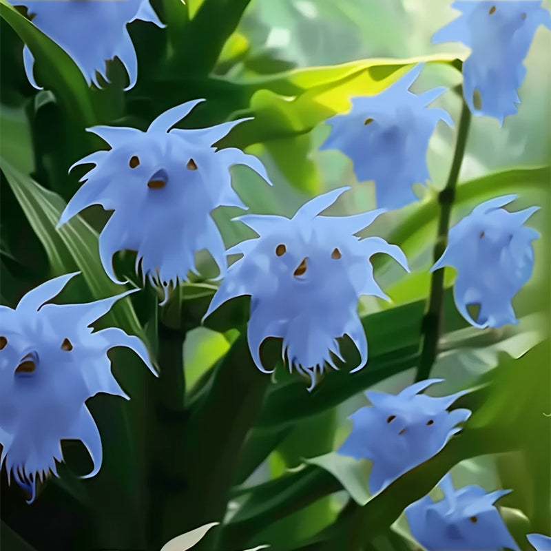 🦊Multicolor Cat Face Orchid Seeds