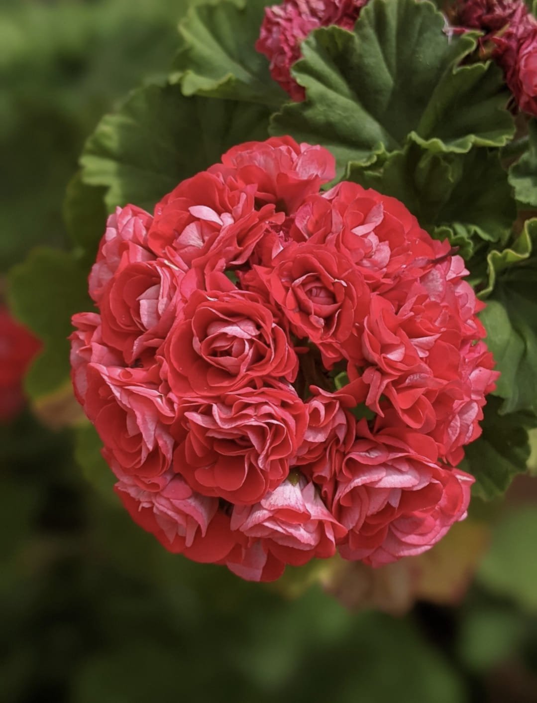 Red Apple Blossom Geranium Seeds