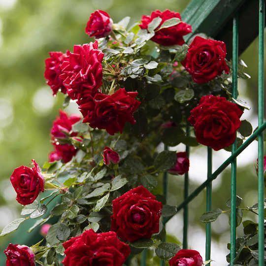 50pcs/Bag Climbing Rose Seeds