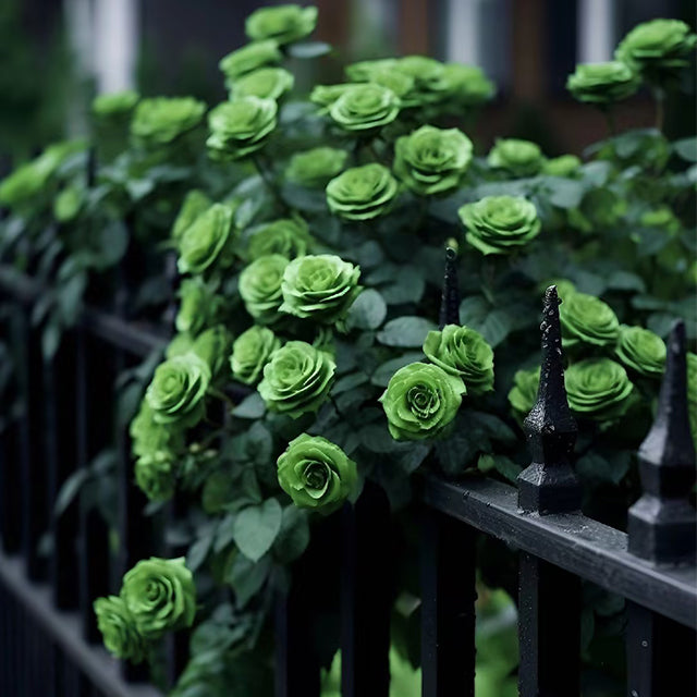 Rare Green Rose Flower Seeds