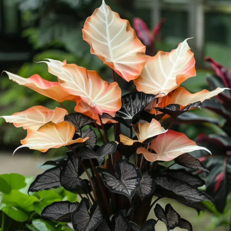 Spectra Leaf Calathea