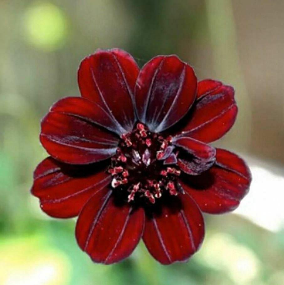 50Pcs Rare Chocolate Flowers Seeds Cosmos Bonsai