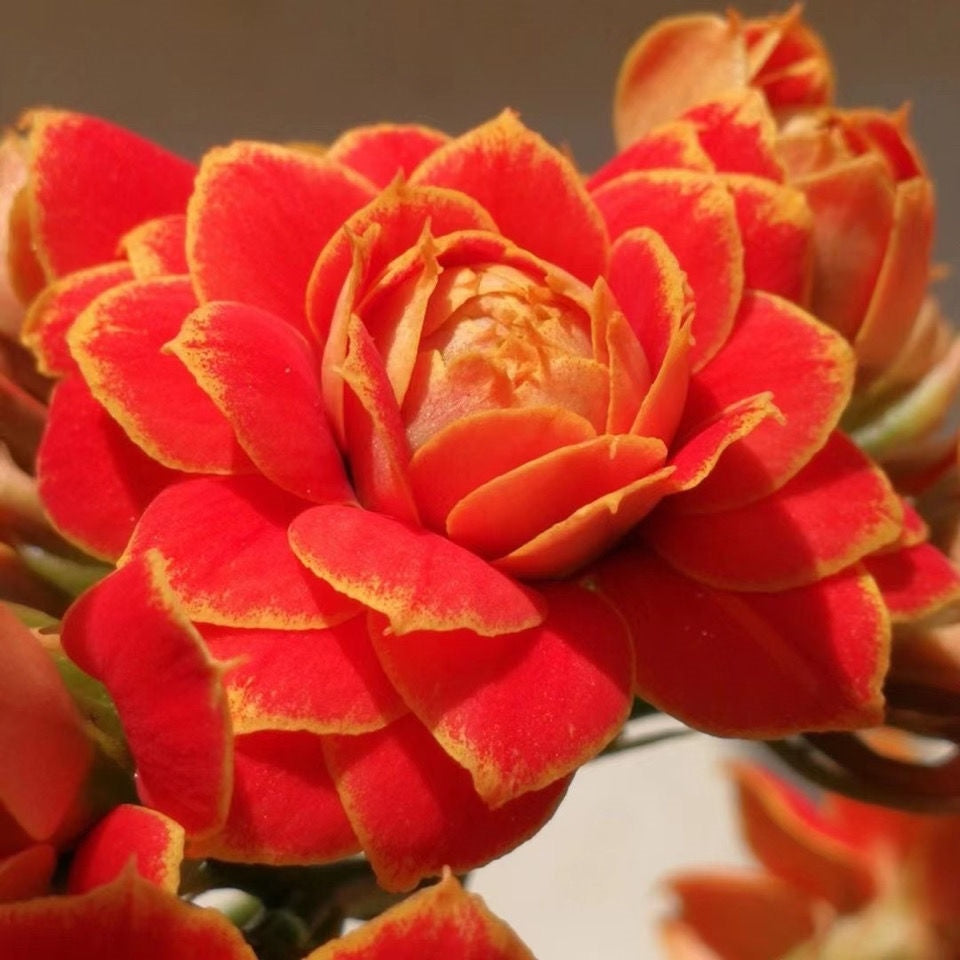 🌺Golden Fox Longevity Flower Seeds—Health And Longevity