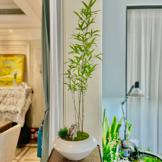 🎋Ornamental Miniature Purple Bamboo——“Lucky Feng Shui Bamboo”