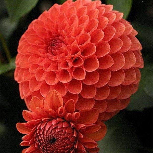 100Pcs Dahlia Bulb Flower Seeds Bonsai Flower