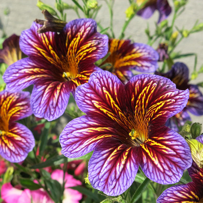 Chilean Morning Glory Seeds