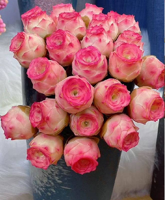 Mountain Rose Succulent Plant