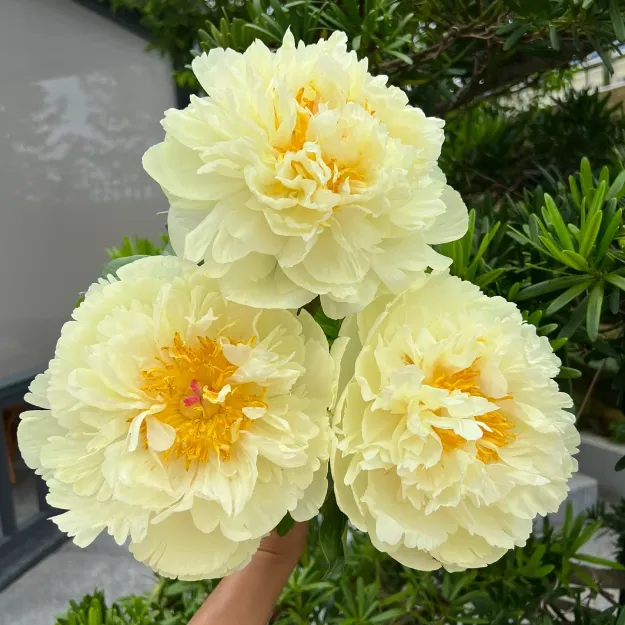 🌺 The Queen of Flowers—Double Petaled Piani
