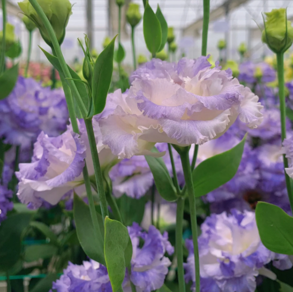 🌺Rose Balloon Flower, Platycodon Grandiflorus - Sincere Love