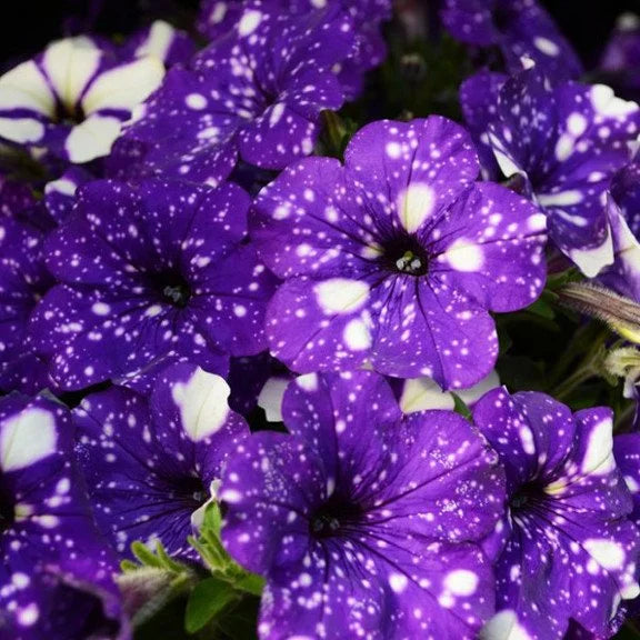 50/100Pcs 'Night Sky' Petunia Seeds
