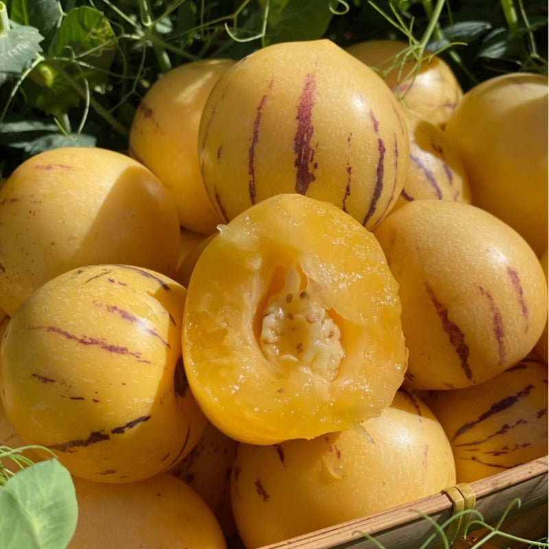 Solanum Muricatum Melon Pear Seeds