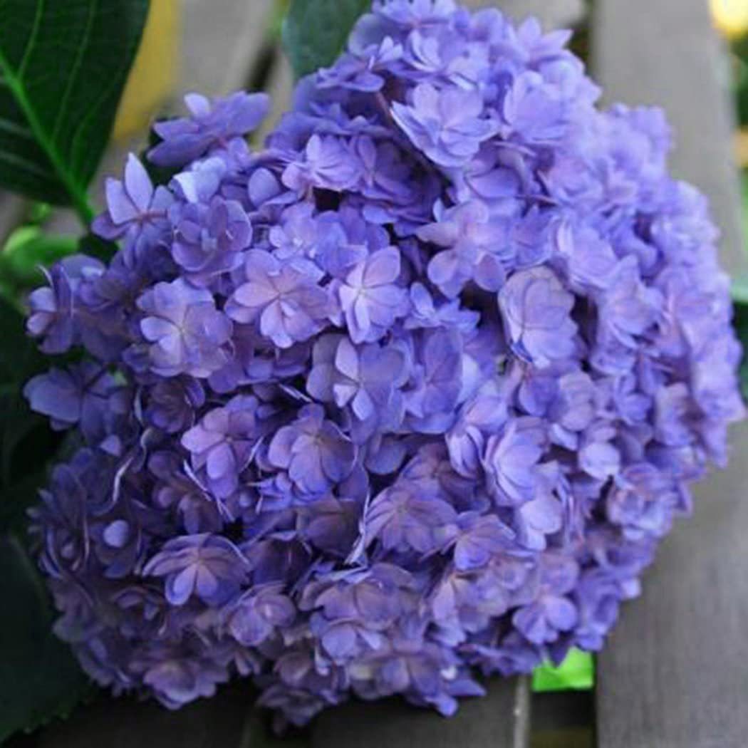 20 pcs/Pack Hydrangea Seed Bonsai Flower Seeds Hydrangea Perennial Garden Home