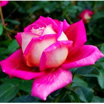 20 Pcs/bag Black Rose Flower Colorful Rose Petals Plant Seeds for Home Garden