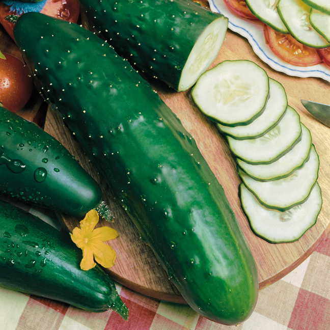 Cucumber Paraiso F1 Organic