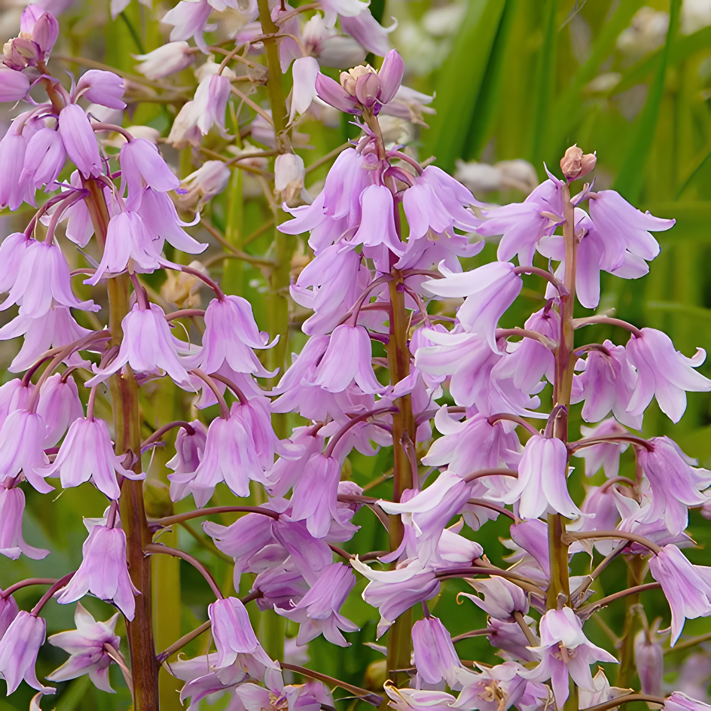 🧚♂️🔔Bluebells – The Fairies' Lucky Bells