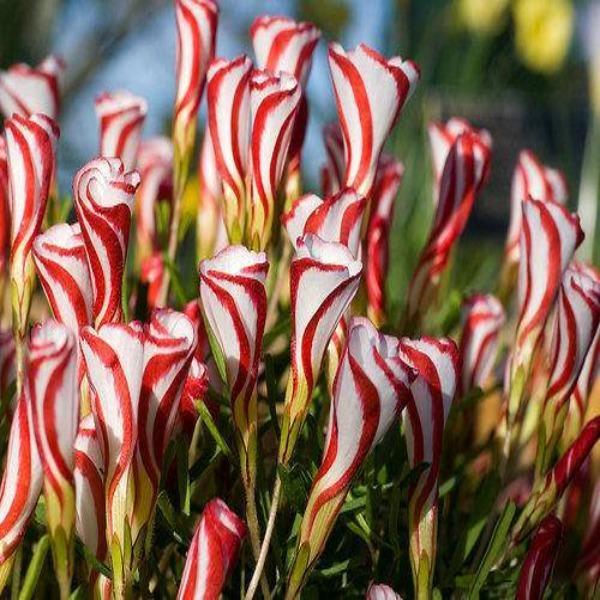 50Pcs Candy Cane Sorrel Oxalis Versicolor Seeds Garden Flowers