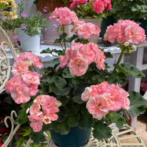 🌸Geranium - Happiness Is Around You