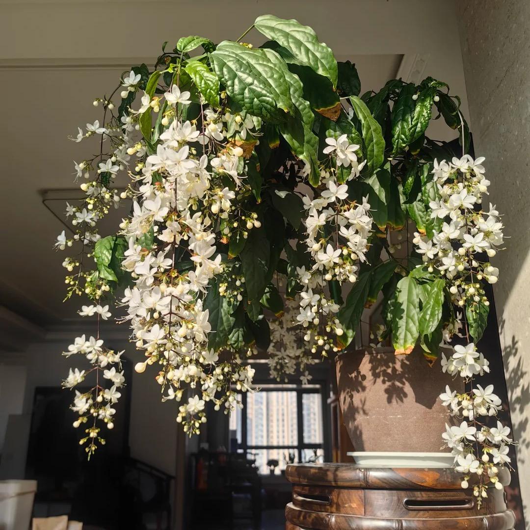 100PCS Jasmine Vine Seeds – Elegant Weeping Flowers for Hanging Baskets, Pergolas, and Garden Decor