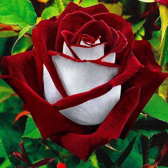 Rare Rose Seeds for Planting