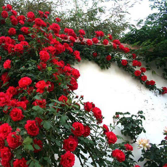 50pcs/Bag Climbing Rose Seeds