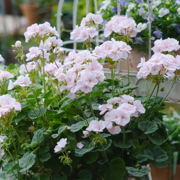 🌸Geranium - Happiness Is Around You