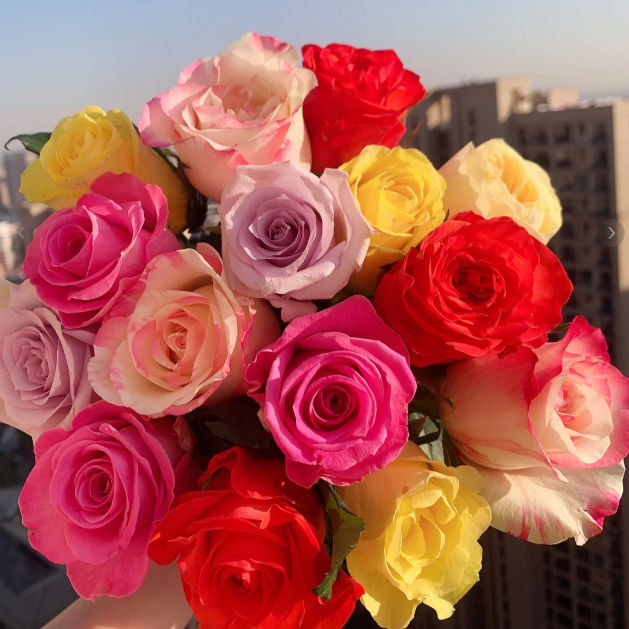 🌹Rose Mixed Color Seeds