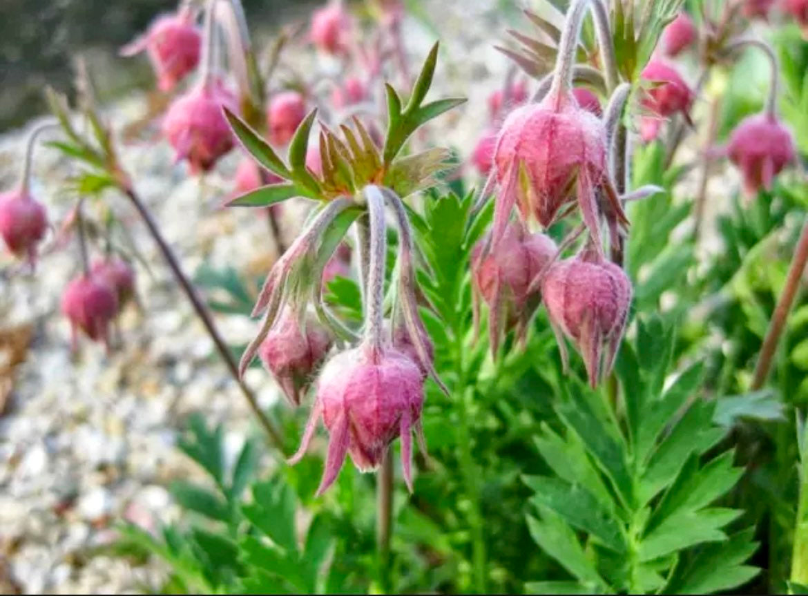 Prairie Smoke Flower Seeds