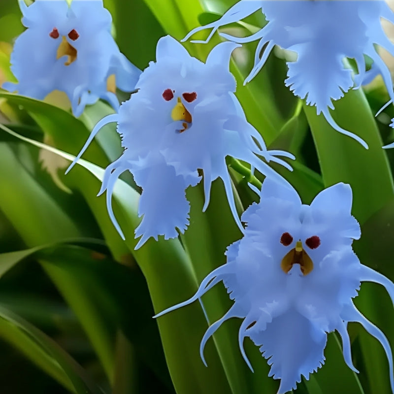 🦊Multicolor Cat Face Orchid Seeds