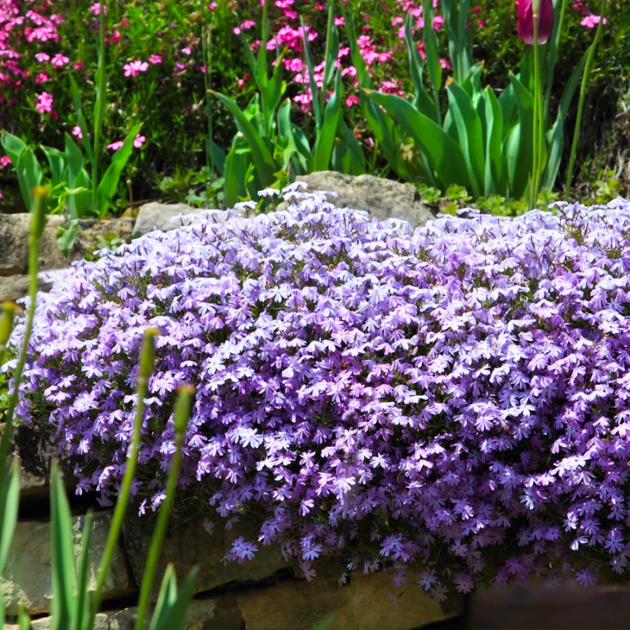 💐Vibrant Tapestry of Color ✨Creeping Phlox Seeds, Shibazakura Seeds