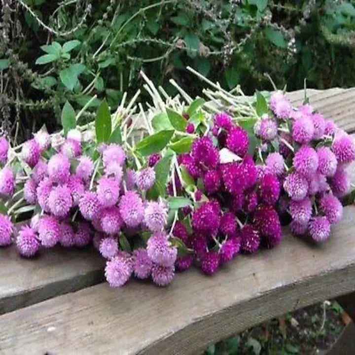 Purple Globe Amaranth Seeds, Gomphrena