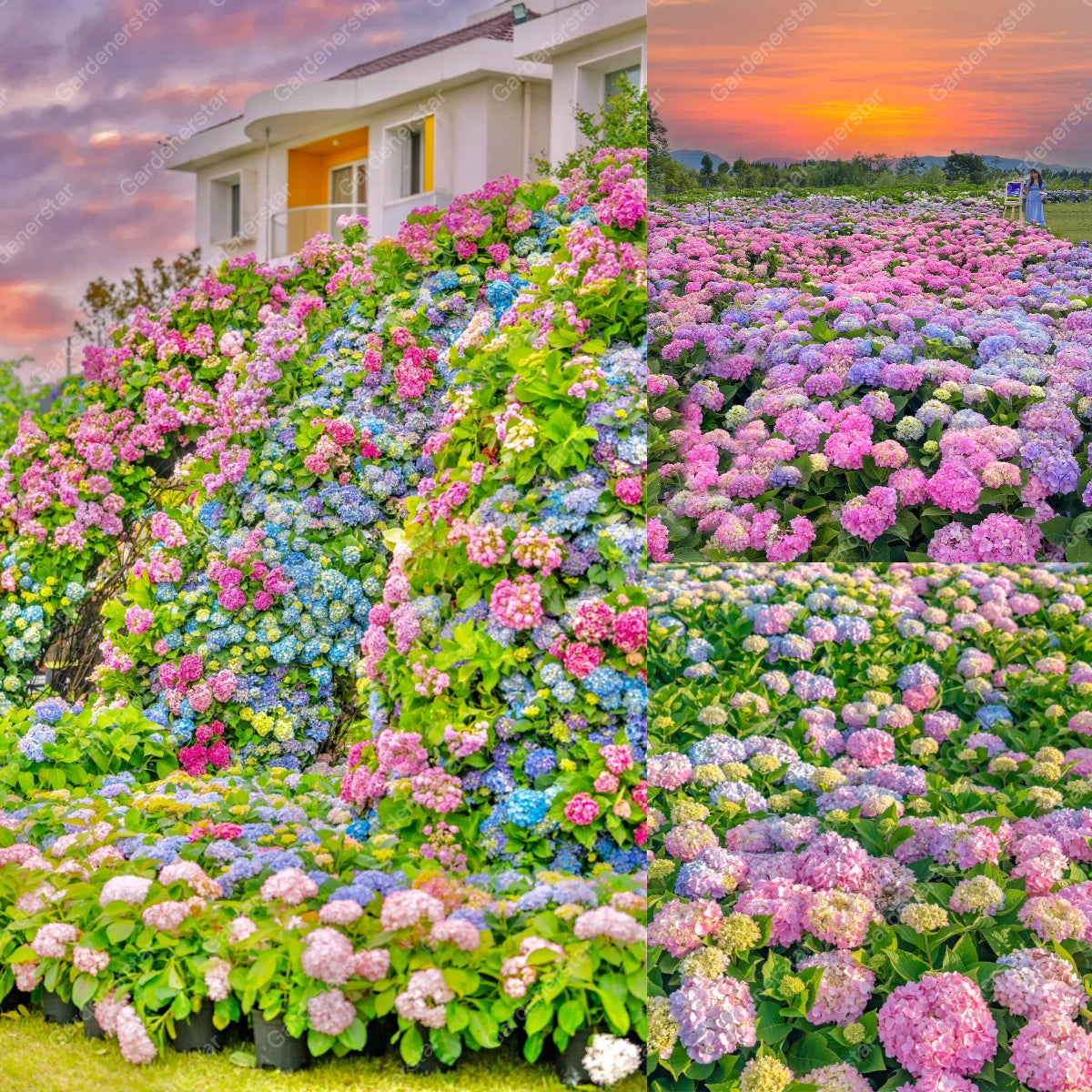 💐Endless Summer Hydrangea Falls