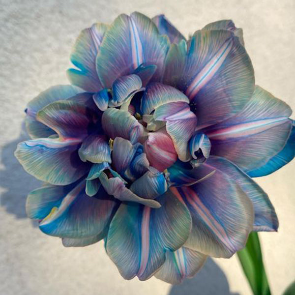 Tulipany Double Bubble
