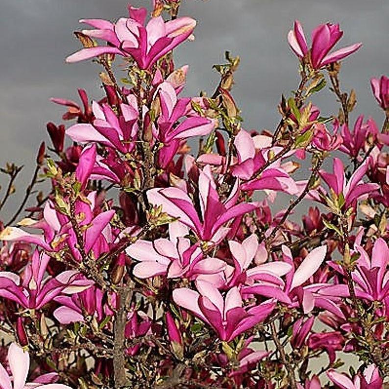 20pcs LILY MAGNOLIA Flower TREE Pink & Purple Fragrant Tulip Magnol Liliiflora Seeds
